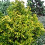 Cypruštek nutkanský (Chamaecyparis nootkatensis) ´AUREOVARIEGATA´ - výška 30-60 cm, kont. C5L - 2. Trieda/Kvalita B